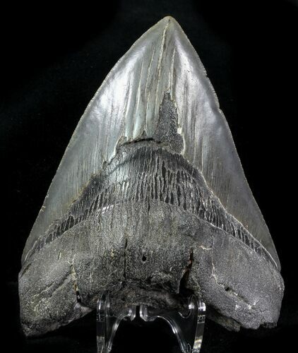 Fossil Megalodon Tooth - Georgia #76519